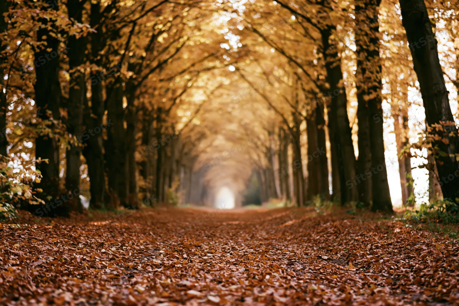 Leaf-covered pathway tunneling through tall autumn trees forming a natural canopy in a forest setting