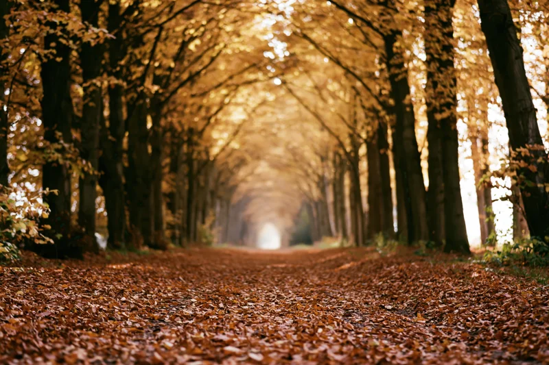 Leaf-covered pathway tunneling through tall autumn trees forming a natural canopy in a forest setting