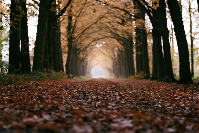 Leaf-covered pathway lined with tall autumn trees forming a tunnel through a forest
