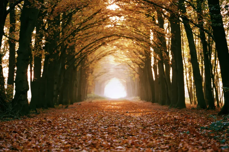 Leaf-covered pathway through tall autumn trees forming a tunnel in a forest