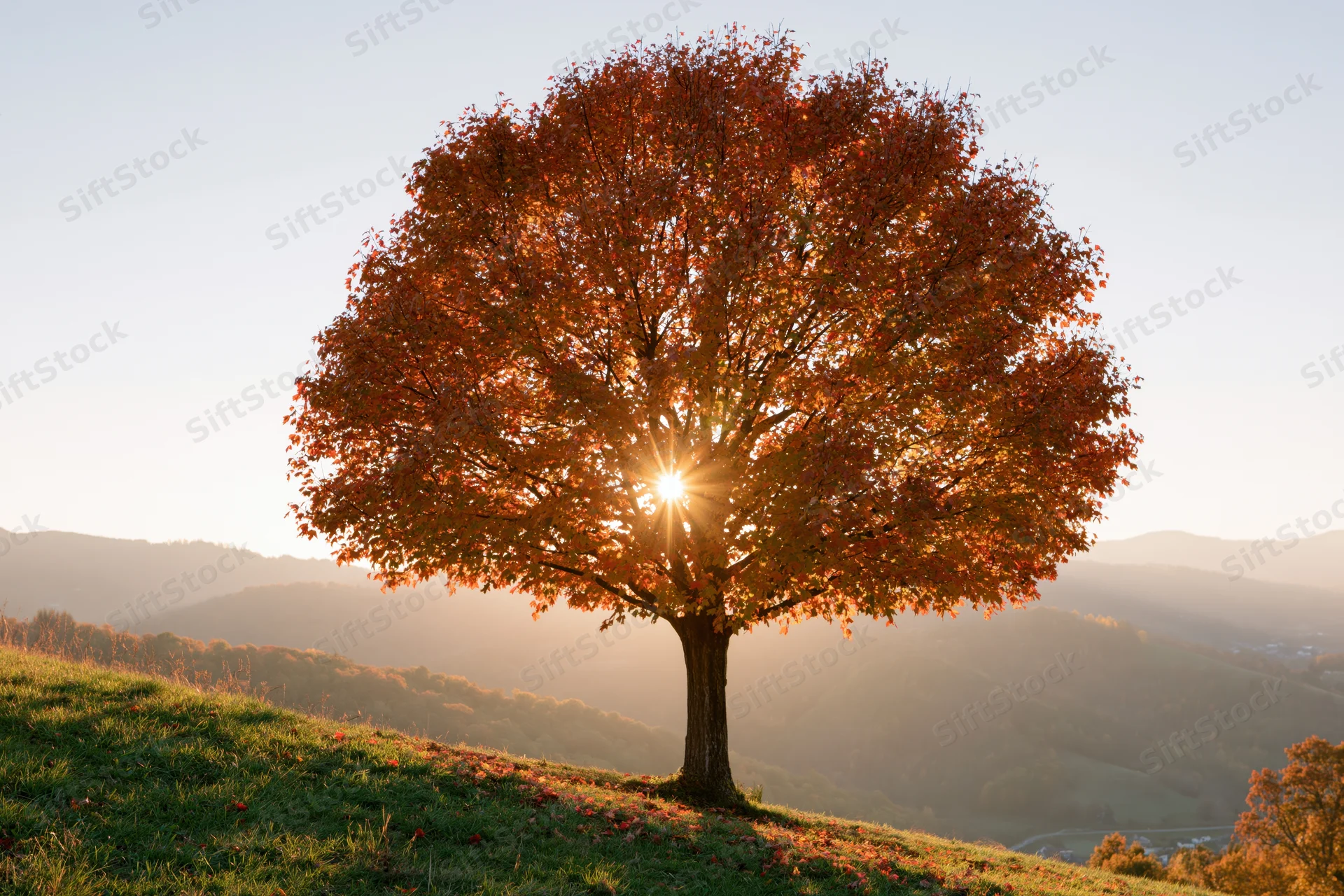 Lone tree with autumn foliage backlit by sun on a grassy hillside overlooking mountains
