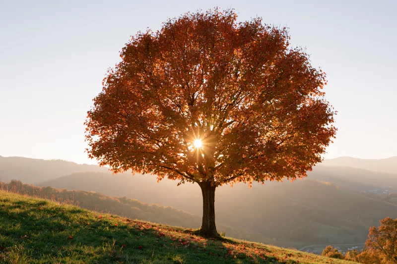 Lone tree with autumn foliage backlit by sun on a grassy hillside overlooking mountains