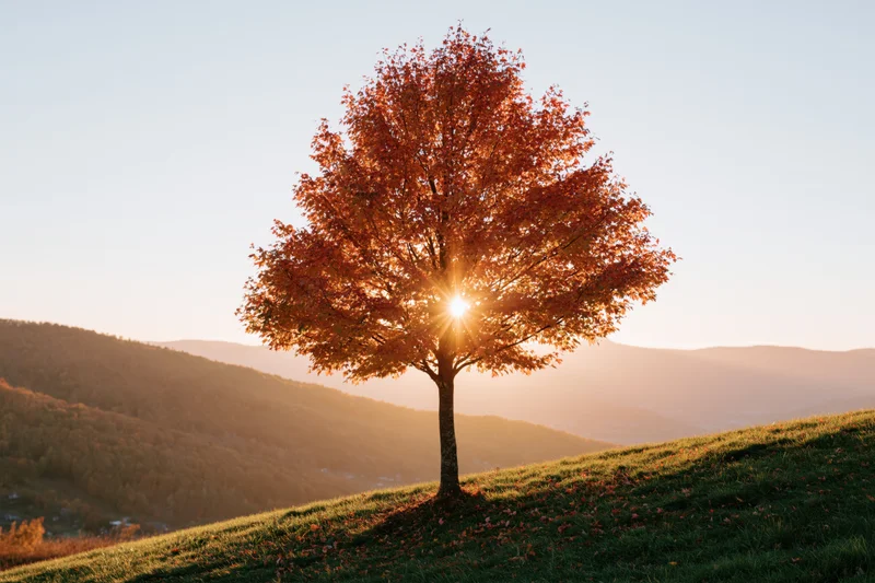 Lone tree with autumn foliage on a grassy hill at sunset