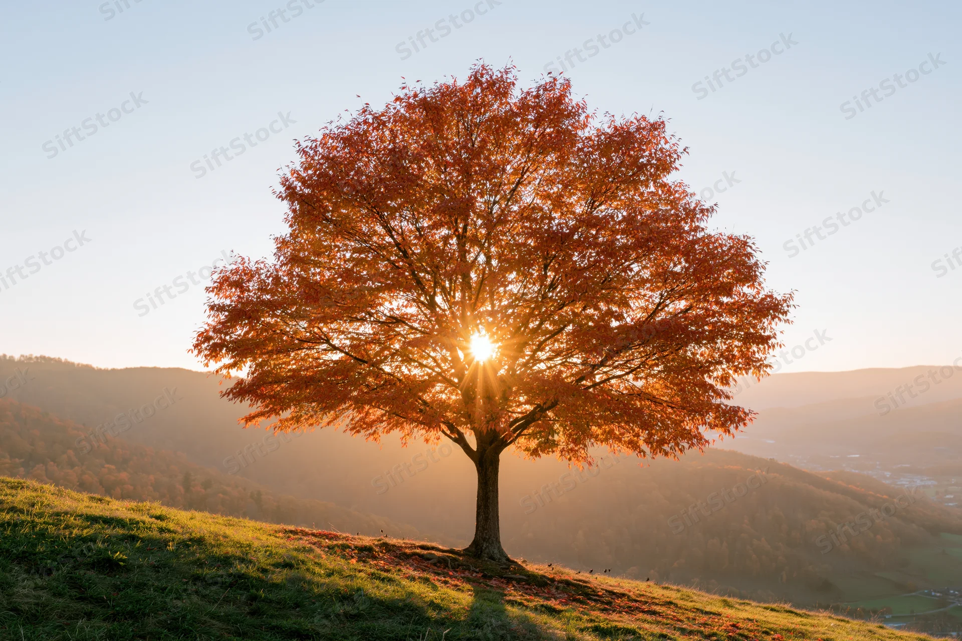 Lone tree with autumn foliage on a hill at sunset, sun shining through branches, mountains in background