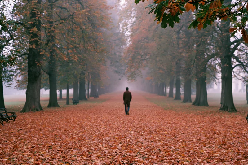 Man walking away down a tree-lined park avenue covered in fallen autumn leaves