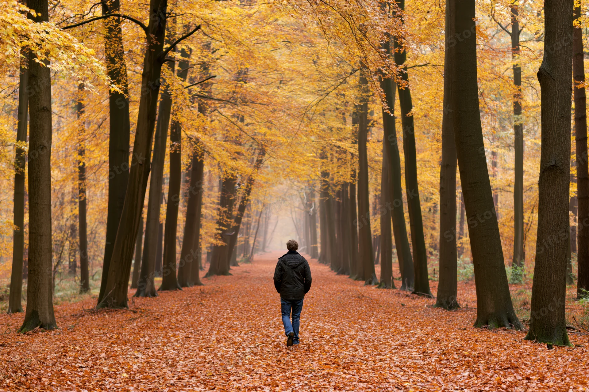Man walking away on a leaf-covered path through a golden autumn forest