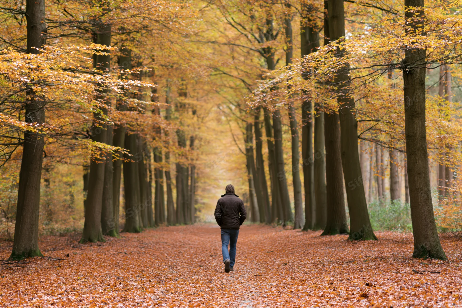 Man walking away on a leaf-covered path through a forest in autumn