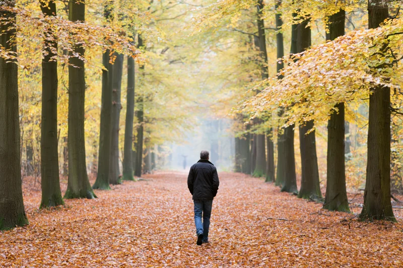 Man walking away on a leaf-covered path through a beech forest in autumn