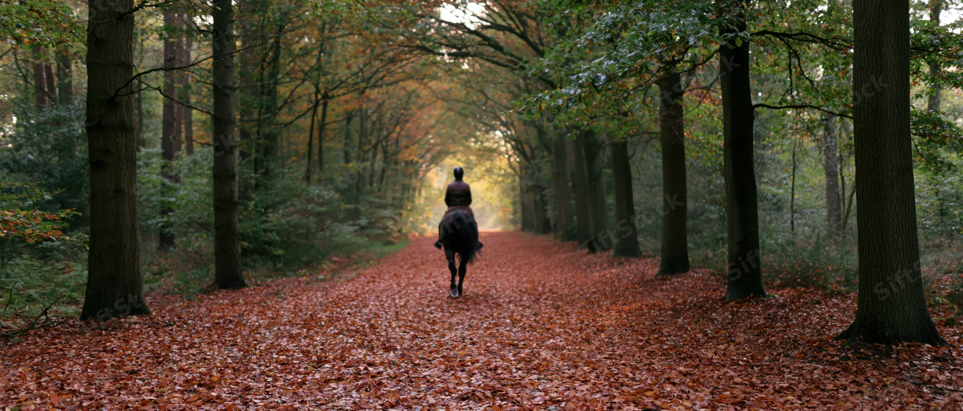 Rider on horseback moving away along a leaf-covered forest path in autumn