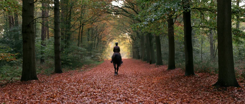 Rider on horseback moving away along a leaf-covered forest path in autumn