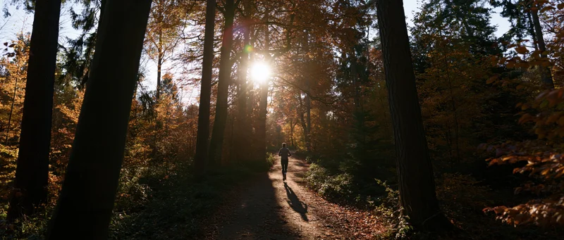 Runner jogging away on a forest path in autumn sunlight