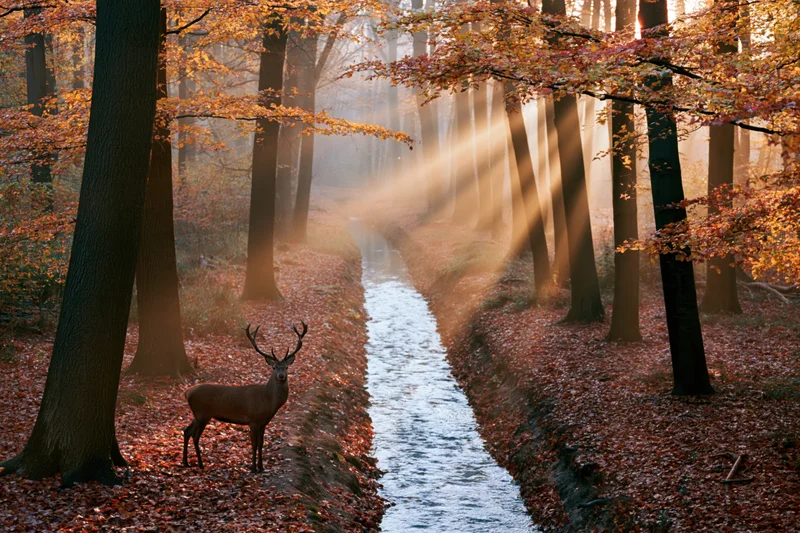 Stag standing beside narrow stream in autumn forest with sunlight filtering through trees
