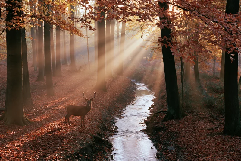 Stag standing still beside narrow stream in autumn forest with sunlight filtering through trees