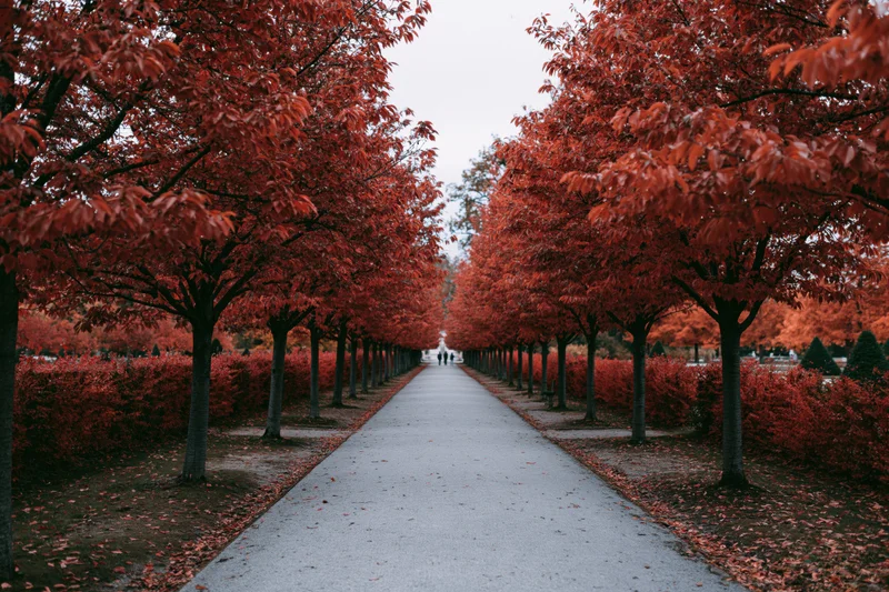 A straight gravel path lined with red-leafed trees in a park during autumn