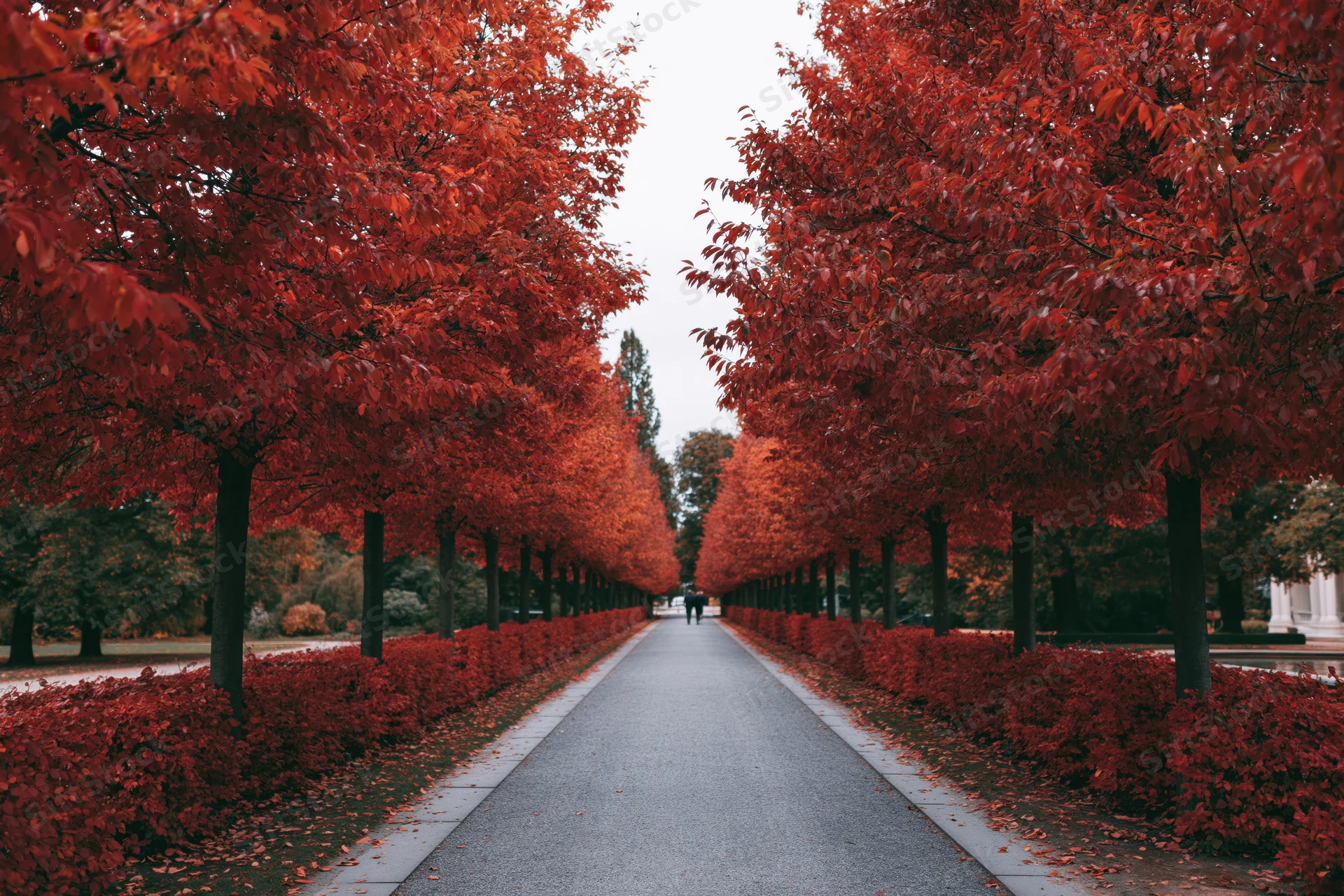 Long gravel path lined with red-leafed trees in a park during autumn