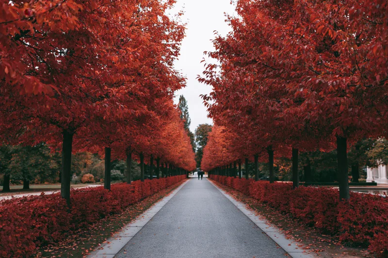 Long gravel path lined with red-leafed trees in a park during autumn