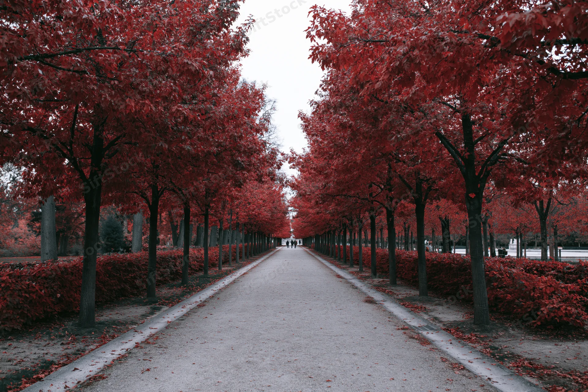 Long gravel path lined with red-leafed trees in a park during autumn