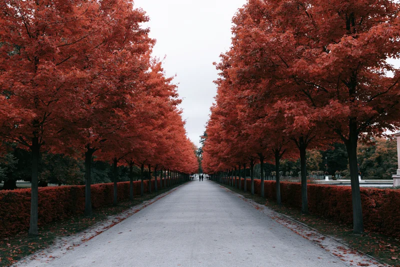 Long gravel path lined with red-leafed trees in a park during autumn