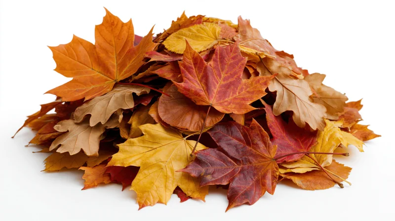 Autumn Leaves Pile Designed as Colorful Fall Still Life on W