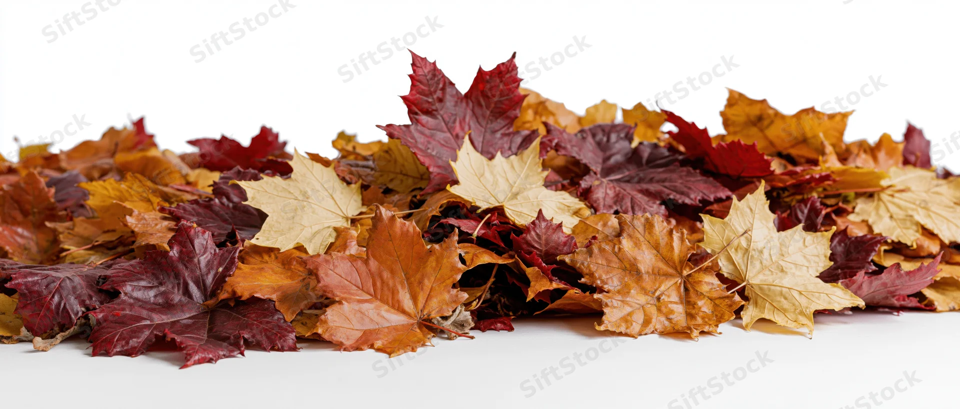 Pile of dried maple leaves in autumn colors arranged along a white surface
