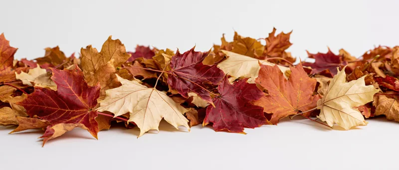 A pile of dried maple leaves arranged horizontally on a white surface