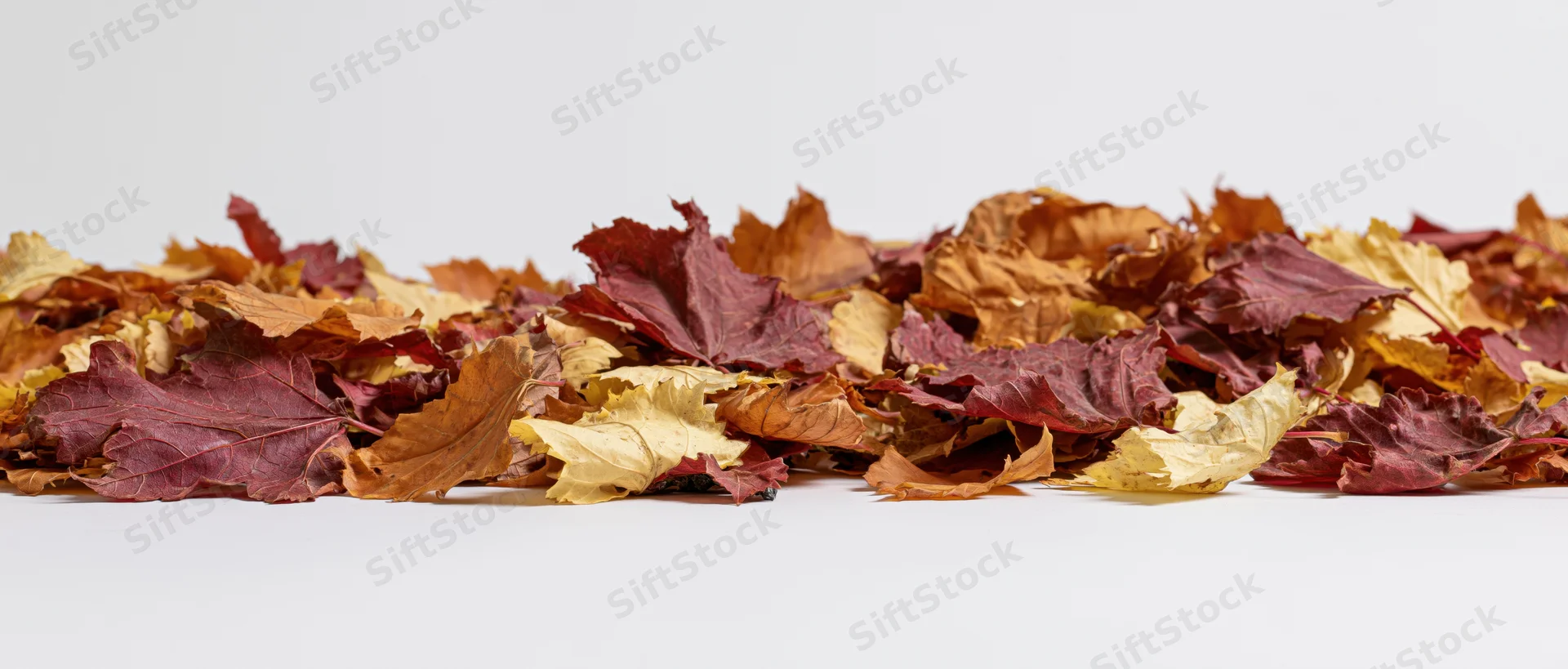 Pile of dried autumn maple leaves arranged horizontally on white surface