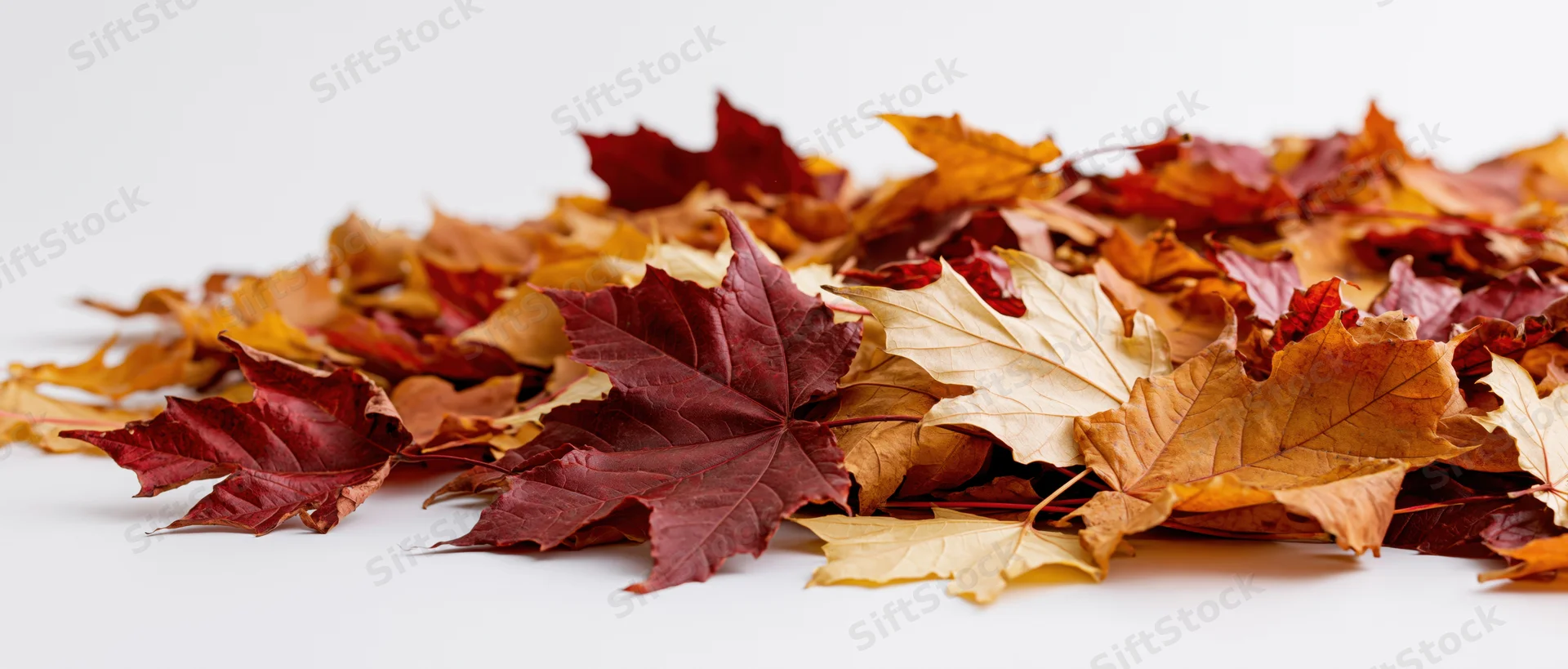 Pile of fallen autumn maple leaves arranged along white surface