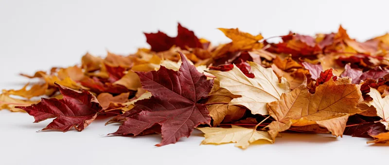 Loose pile of fallen autumn maple leaves arranged along the