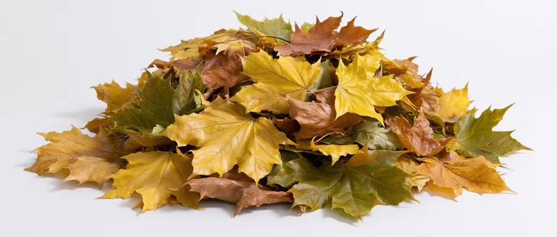 A pile of fallen autumn maple leaves heaped together on a white surface