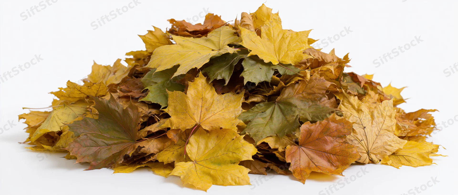 Pile of fallen autumn maple leaves heaped together on white background