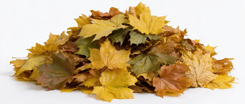 Pile of fallen autumn maple leaves heaped together on white background