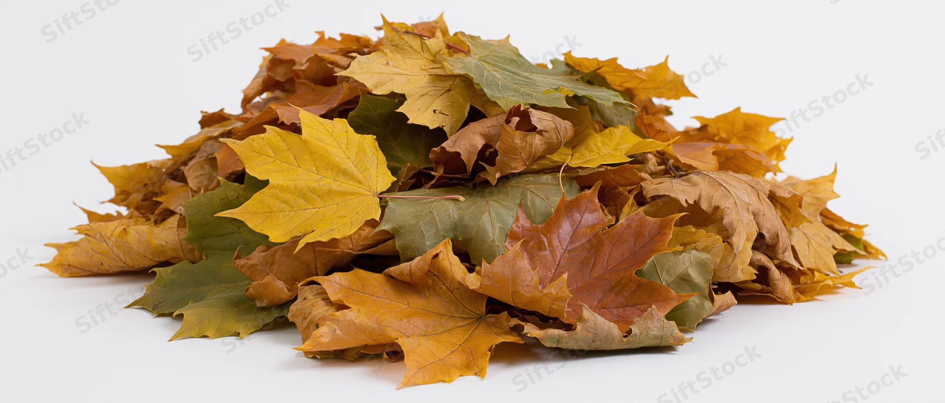 A pile of fallen autumn maple leaves heaped together on a white surface