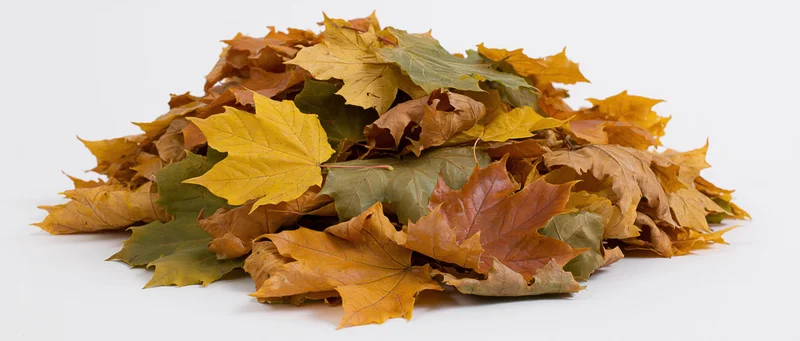 A pile of fallen autumn maple leaves heaped together on a white surface