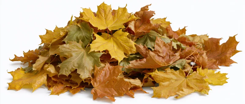 A pile of fallen autumn maple leaves heaped together on a white background