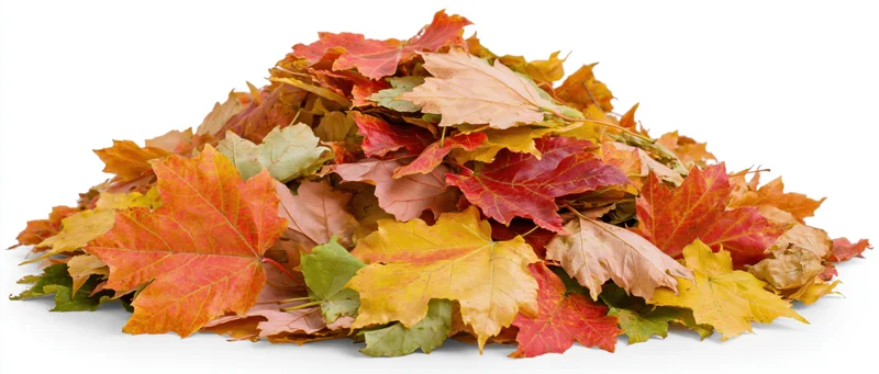 Pile of fallen autumn maple leaves heaped together on white background