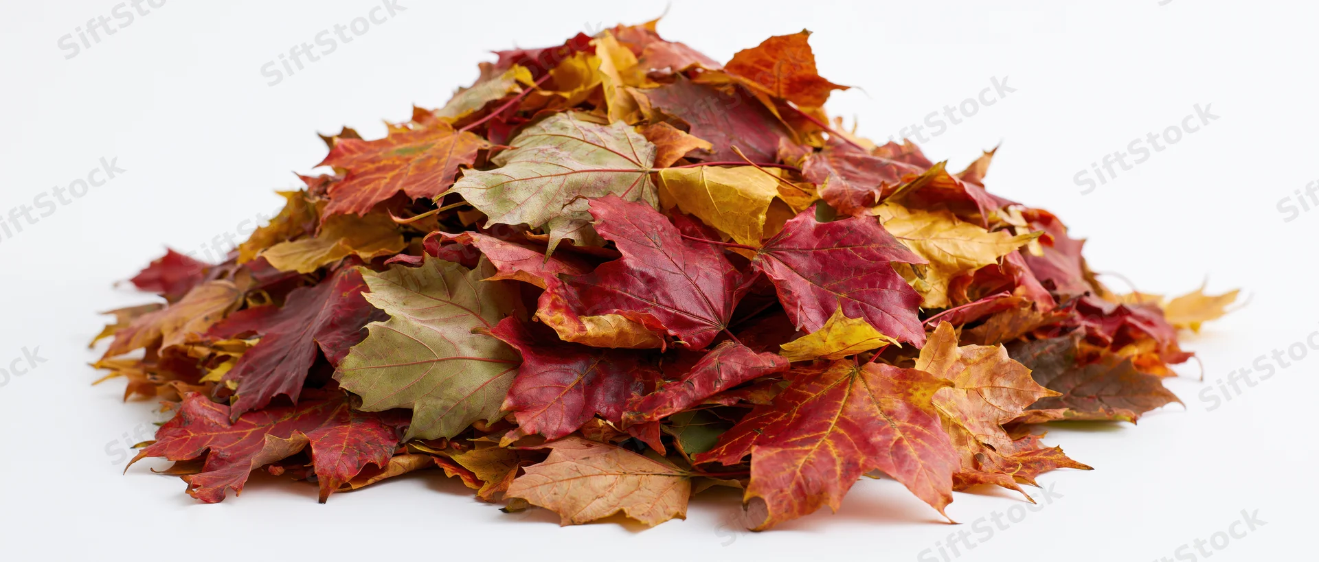 A pile of fallen autumn maple leaves heaped together on a white background