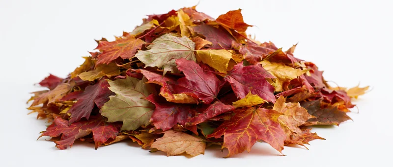 A pile of fallen autumn maple leaves heaped together on a white background