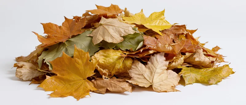 Pile of fallen maple leaves in autumn colors on white background