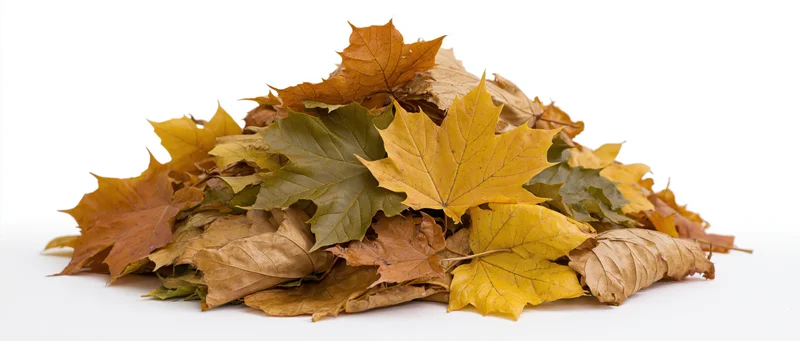 Pile of fallen maple leaves in autumn colors on white background