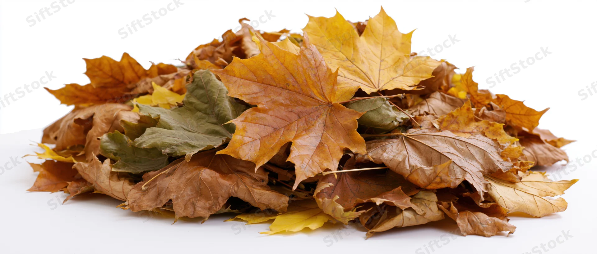 A pile of fallen autumn maple leaves raked into a low mound on a white surface
