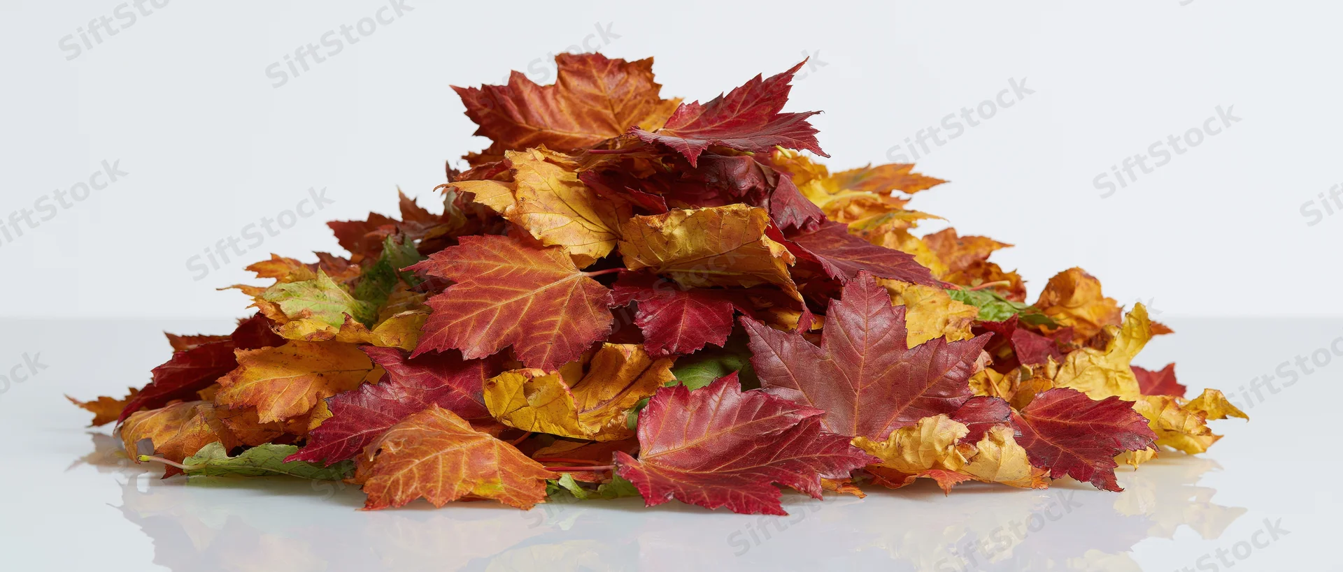 Pile of fallen maple leaves in autumn colors on white surface