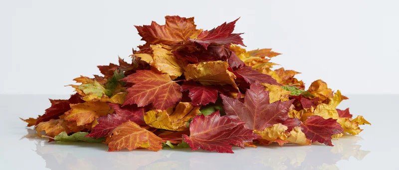 Pile of fallen maple leaves in autumn colors on white surface