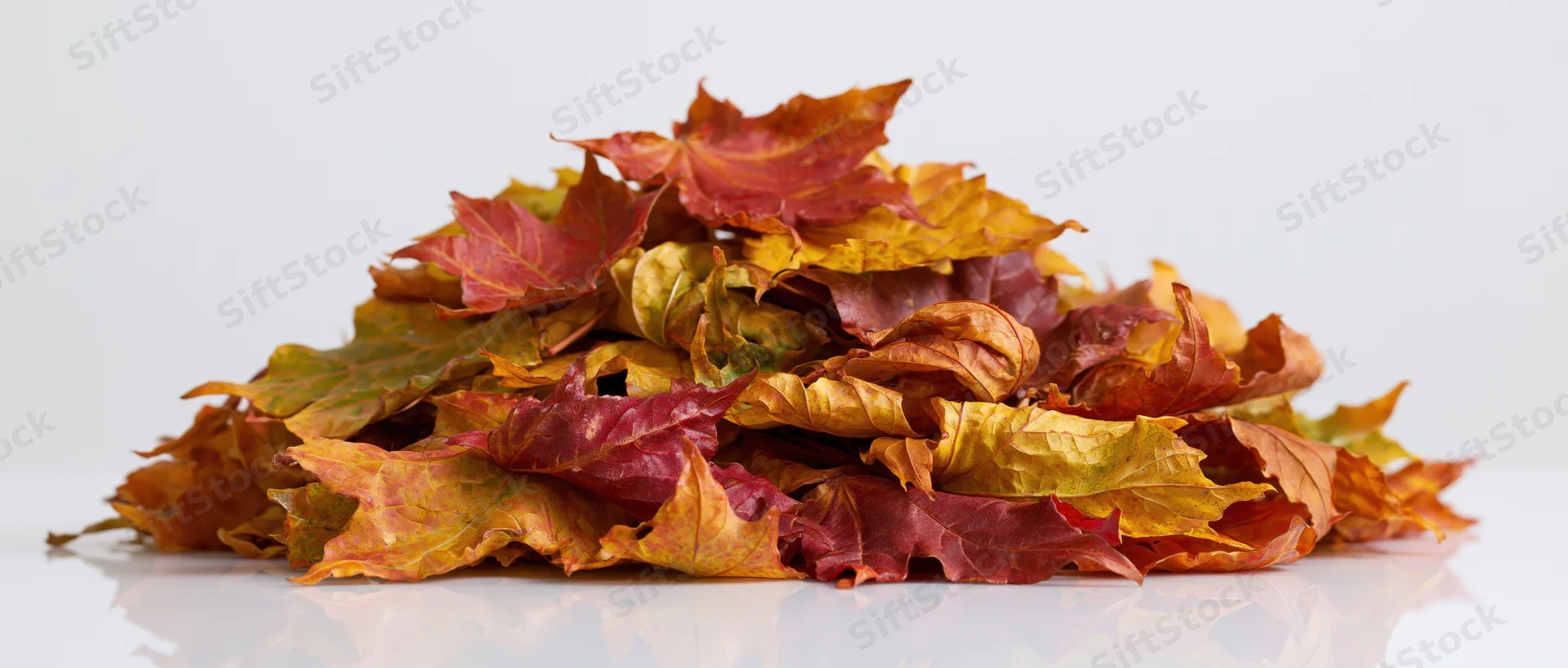 Pile of dried maple leaves in autumn colors on white surface