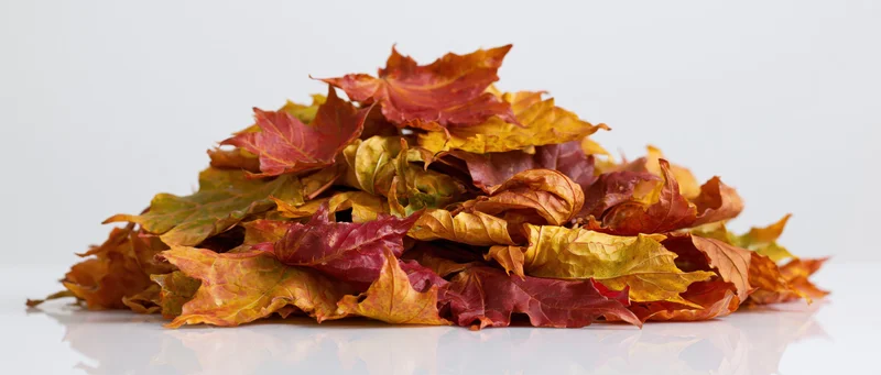 Pile of dried maple leaves in autumn colors on white surface