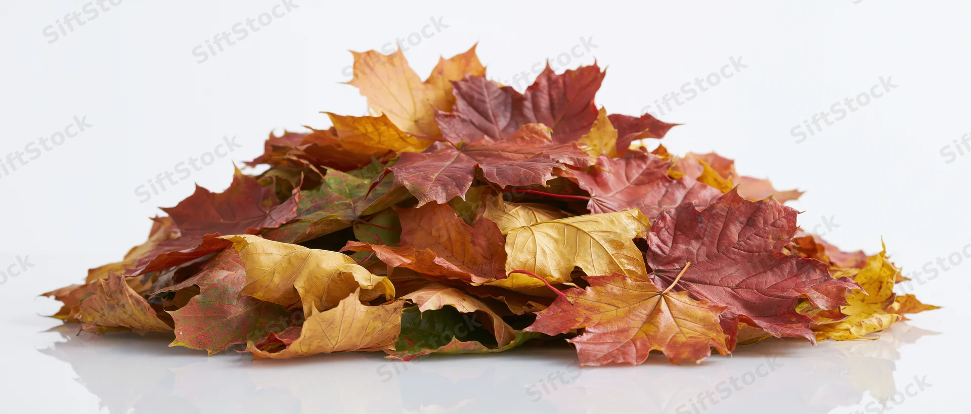 Pile of fallen maple leaves in autumn colors on white surface