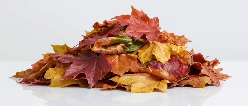 A pile of fallen maple leaves in autumn colors arranged on a white surface