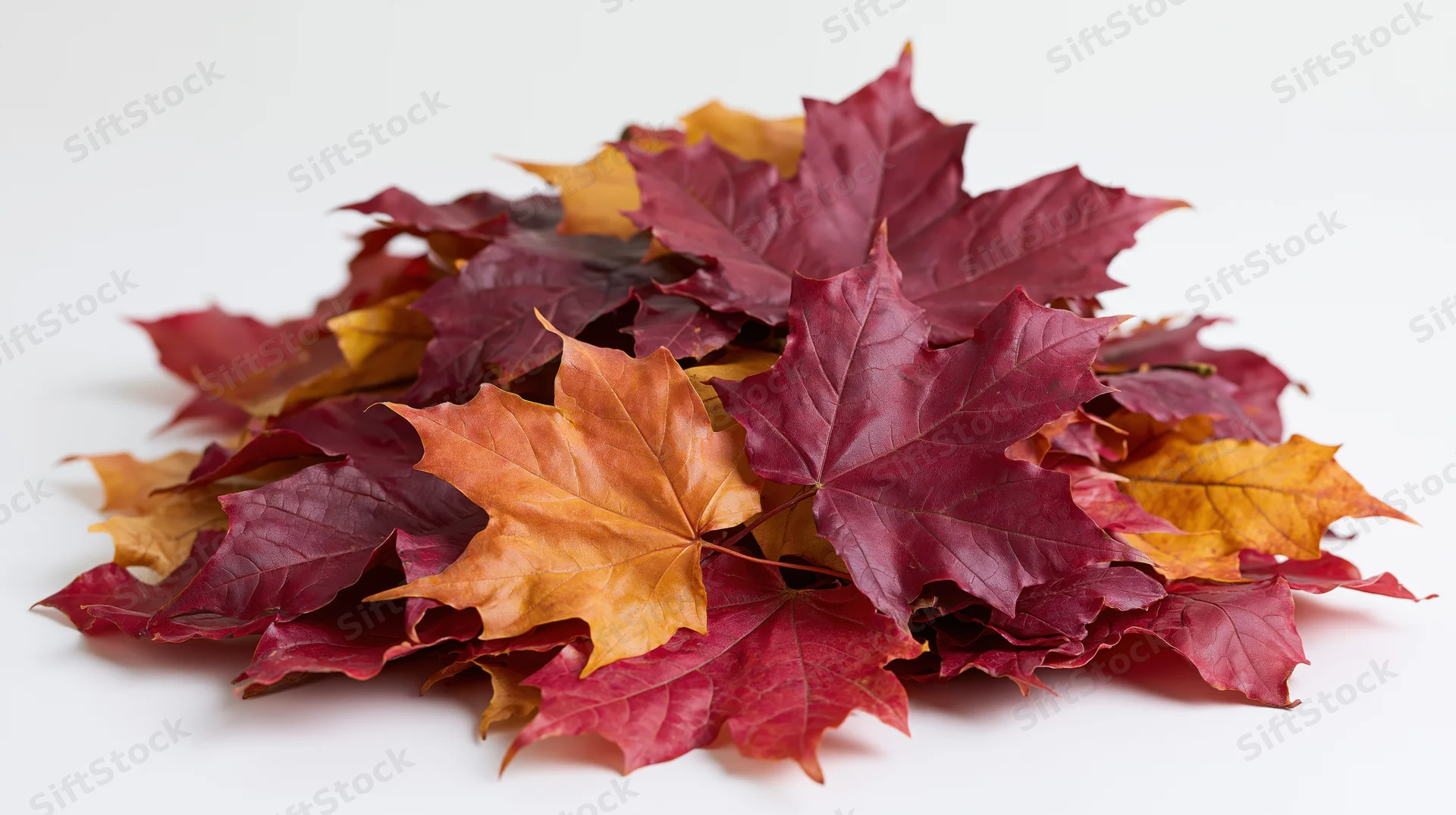 Closeup of a pile of fallen maple leaves in autumn colors on a white surface