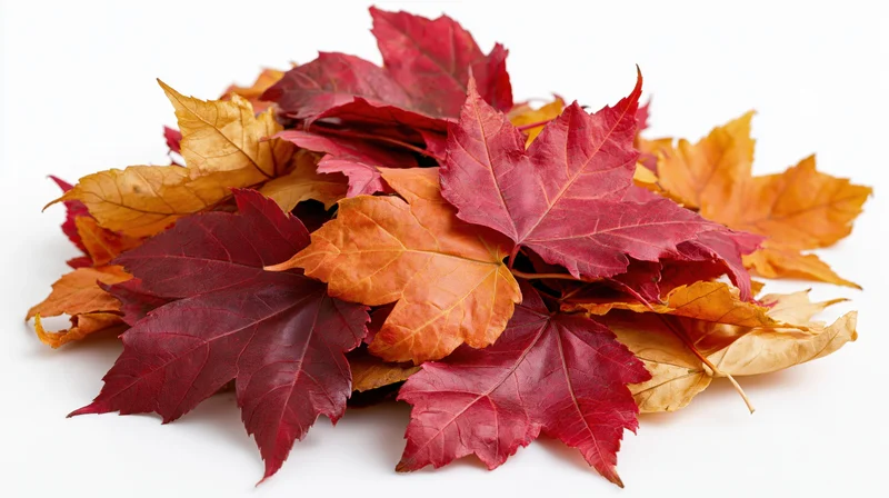 Loose pile of fallen maple leaves heaped together close-up
