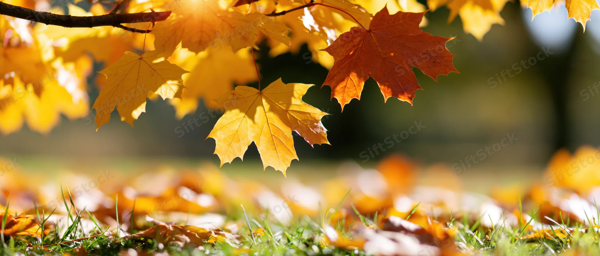 Maple leaves in golden and rust hues hanging over grassy ground in autumn park