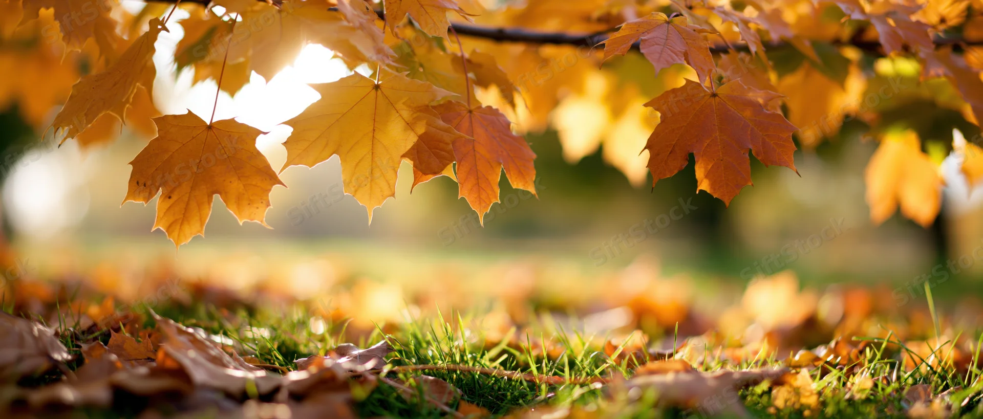 Maple leaves in golden and rust hues hanging over grassy ground with fallen foliage in autumn park setting